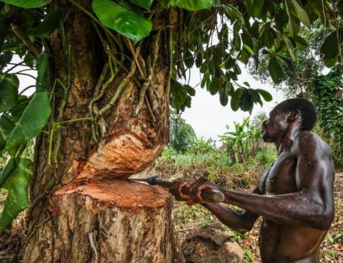 I loschi traffici del legname africano
